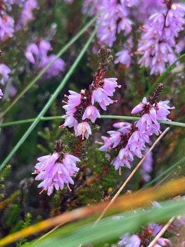 Bezem heide — Bild 2