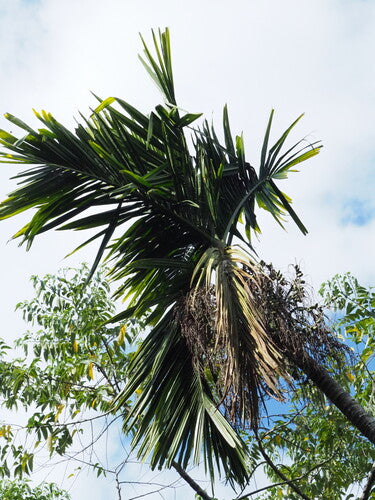 Betelpalm — foto 1 van 8