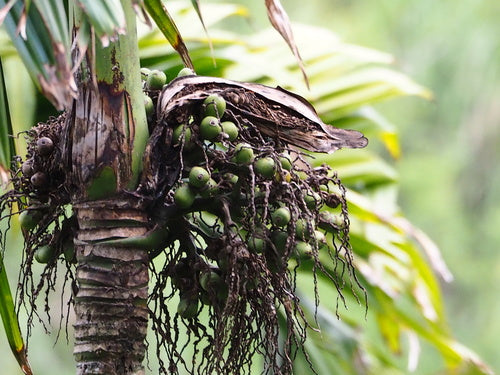 Betelpalm — foto 2 van 8