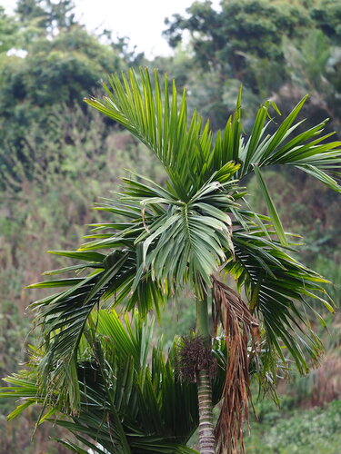 Betelpalm — foto 3 van 8