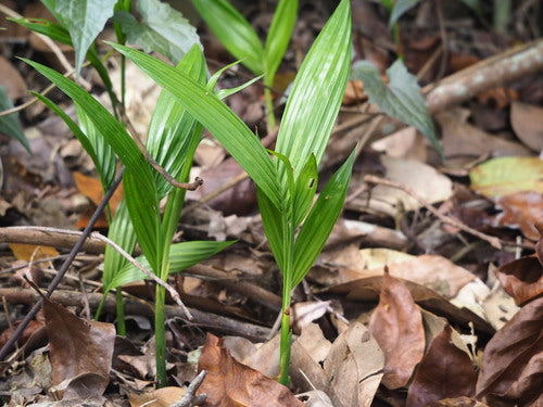 Betelpalm — foto 5 van 8