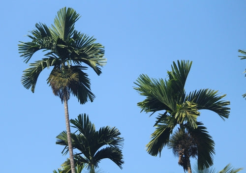 Betelpalm — foto 4 van 8