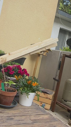 straat duif