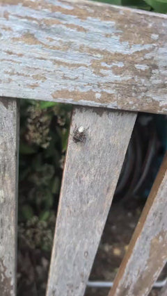 Veldbug – Oberursel (Taunus)