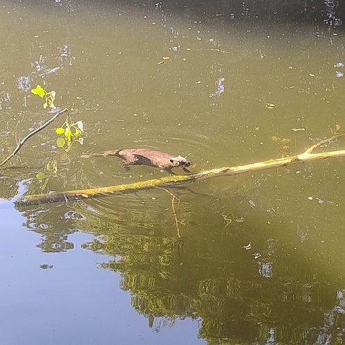 bever — foto 3 van 50
