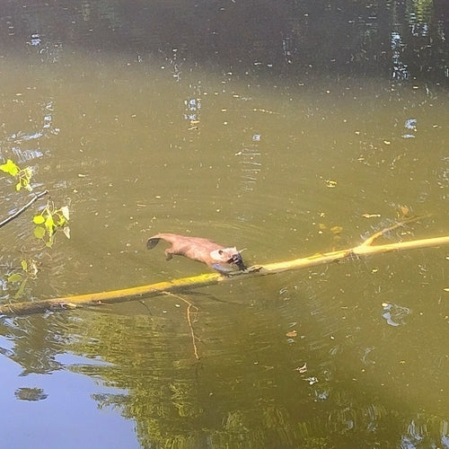 bever — foto 2 van 50