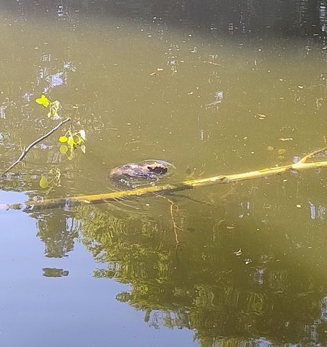 bever — foto 1 van 50