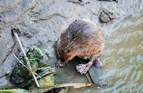 bever — Bild 5