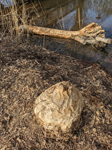 bever — foto 5 van 50