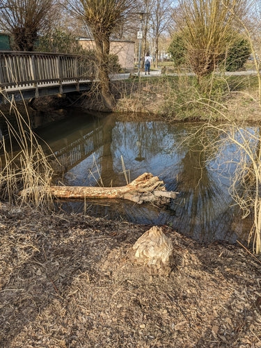 bever — foto 4 van 50