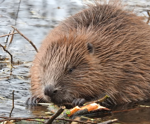 bever — Bild 4