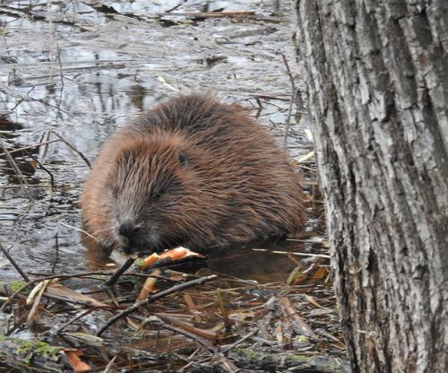 bever — Bild 3