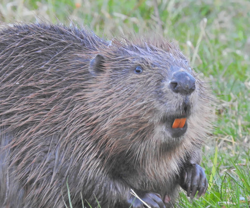 bever — Bild 2