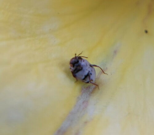 Beavernelle-bloemkevers — Bild 5