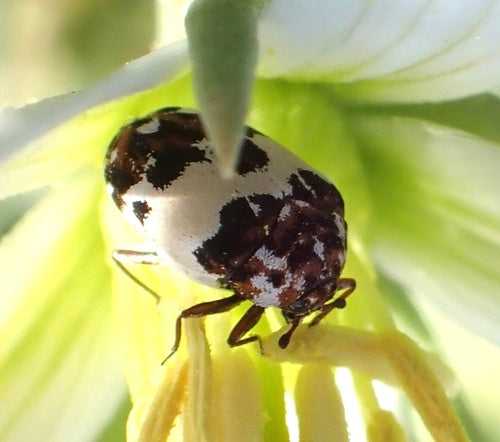 Beavernelle-bloemkevers — foto 4 van 8