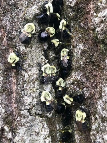 Bijen — Bild 5
