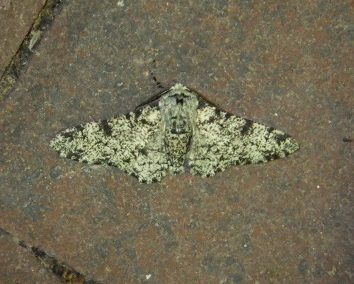 Gepeperde mot — Bild 4