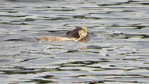 Muskus — foto 4 van 51