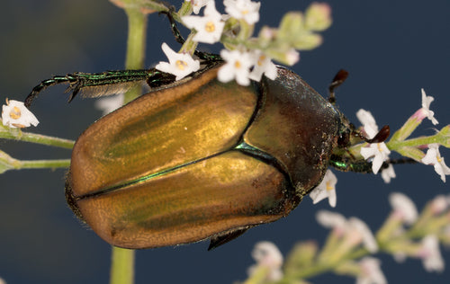 Blatthornkäfer - Bild 4