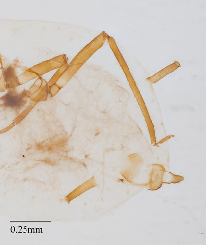 Blattläuse - Bild 7