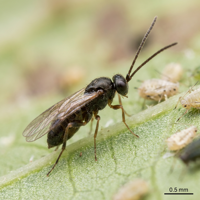 Bladluis parasitaire wesp