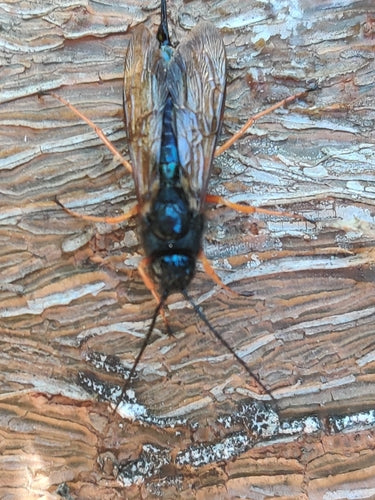 Blauwe sparrenhouten wesp — Bild 5