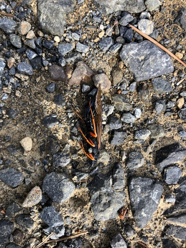 Blauwe sparrenhouten wesp — Bild 4