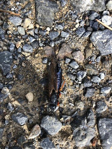 Blauwe sparrenhouten wesp — Bild 3