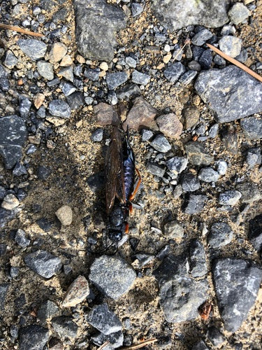 Blauwe sparrenhouten wesp — Bild 2
