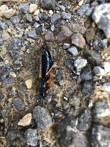 Blauwe sparrenhouten wesp — Bild 1