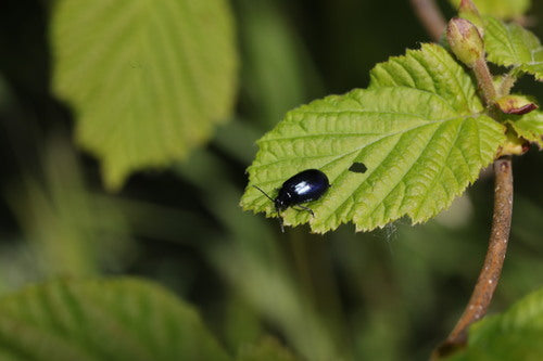 Blauwe elzenbladkever — Bild 5