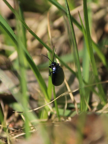 Blauwe elzenbladkever — Bild 4