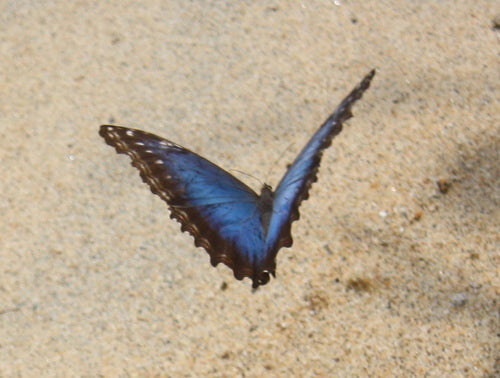 Blauwe morphovlinder — Bild 4