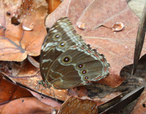 Blauwe morphovlinder — Bild 3