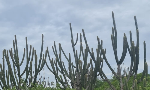Blauwe zuilvormige cactus — foto 2 van 2