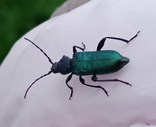 Blauwe schijfbok — Bild 4