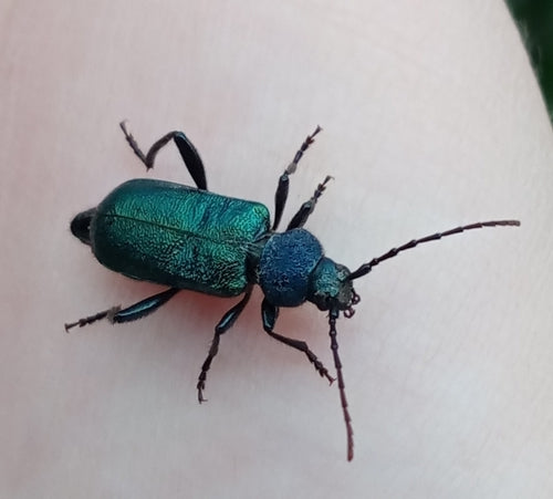 Blauwe schijfbok — Bild 3