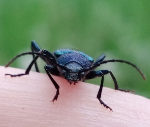 Blauwe schijfbok — Bild 2