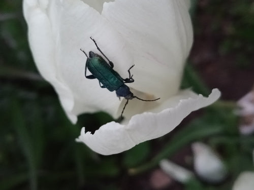 Blauwe schijfbok — foto 4 van 9
