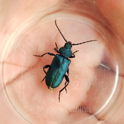 Blauwe schijfbok — Bild 5