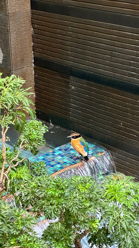 Blauwvleugelpitta — Bild 1