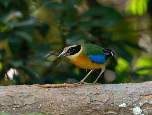 Blauwvleugelpitta — foto 2 van 4