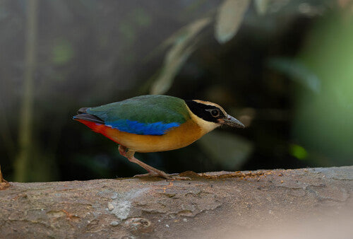 Blauwvleugelpitta — foto 1 van 4
