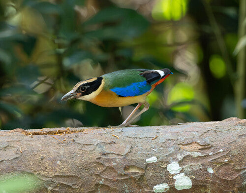 Blauwvleugelpitta — foto 3 van 4