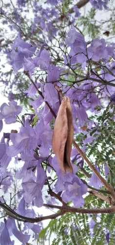 Klokje boom — foto 5 van 11