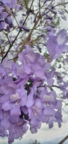Klokje boom — foto 4 van 11