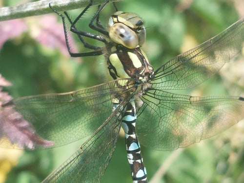 Blauwgroen mozaïekmeisje — Bild 5