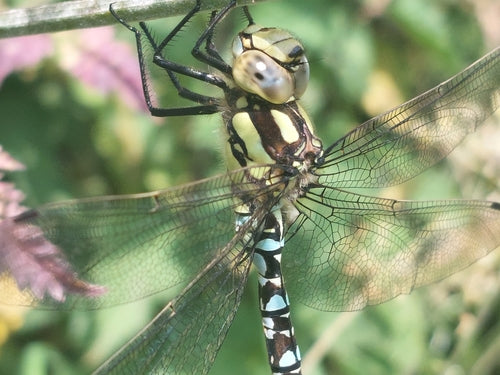Blauwgroen mozaïekmeisje — Bild 4