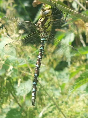 Blauwgroen mozaïekmeisje — Bild 3