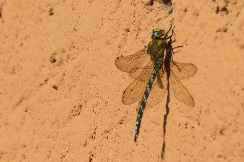 Blauwgroen mozaïekmeisje — Bild 2